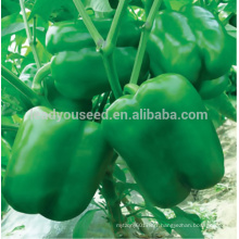 JSP15 Kisa bright green hybrid bell pepper seeds, capsicum seeds for sales
